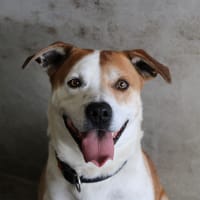 Simon, chien à adopter