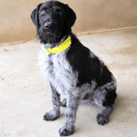 JAX, chien à adopter