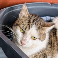 ALECTO, chat à adopter