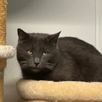 GRIZZY, chat à adopter