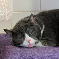 STRAVINSKY, chat à adopter