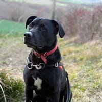RAPTOR, chien à adopter