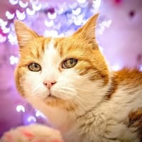 Zolia, chatte à adopter