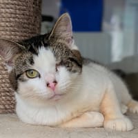 GANDALF, chat à adopter