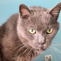 COSTOS, chat à adopter