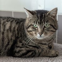 LOLO, chat à adopter