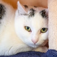 CORNEMUSE, chatte à adopter