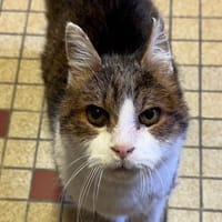 Loops, chat à adopter