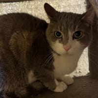 Lenny, chat à adopter