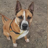 UZI HAA24653, chien à adopter