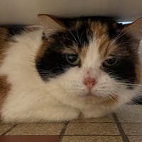Mana, chatte à adopter