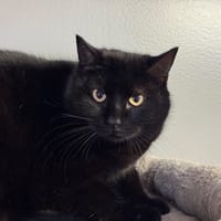 Térébas, chat à adopter