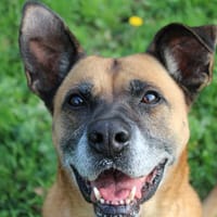 LAGUNE, chienne à adopter