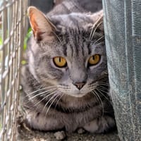 WITCH, chat à adopter