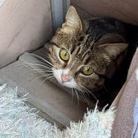 Ginger, chatte à adopter