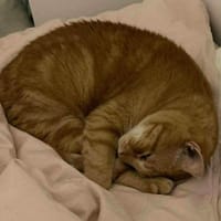 POLO, chat à adopter