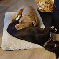 ROCKY, chien à adopter