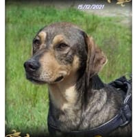 Bébé, chien à adopter