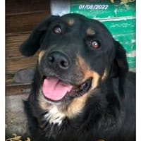 Roti, chienne à adopter