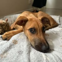 🐾 À L’ADOPTION – RUSH, le petit compagnon toujours partant ! 🐾, chien à adopter