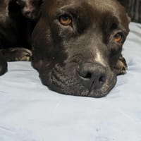 Paty, créole gentille, chienne à adopter