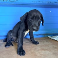 À L’ADOPTION, ZUKO CHIOT MÂLE NOIR ET BLANC CROISE CANE CORSO, chien à adopter