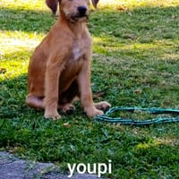 YOUPI, un bébé génial, chien à adopter