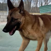 ALIKAM, chien à adopter
