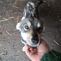 Banook, chien à adopter