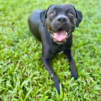 Tito, mâle croisé berger, né le 10/02/2022 🐶, chien à adopter