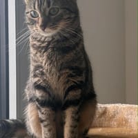 Lilio, chatte à adopter