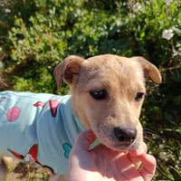 CHAI (Animalea), chienne à adopter