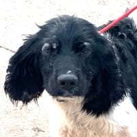 GACHAS (Puertollano), chien à adopter