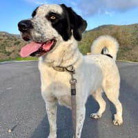 ROBERT (LosReyes), chien à adopter