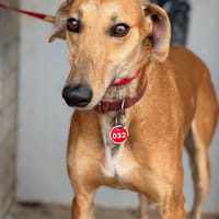 ULLA, chienne à adopter