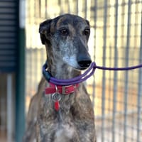 TARARA, chienne à adopter