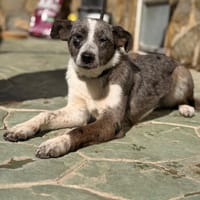 SORA  (Lara), chienne à adopter