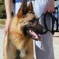 ALIKAM, chien à adopter