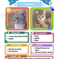 Daennerys, chatte à adopter