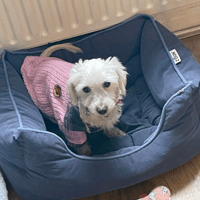 Honey, female dog to adopt