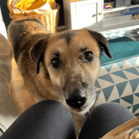 Herma, female dog to adopt