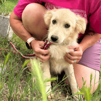 Cathy, female dog to adopt