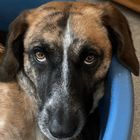 Darcy, female dog to adopt