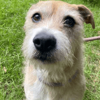 Prince, dog to adopt