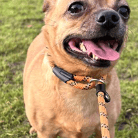 Little Cheeks, female dog to adopt