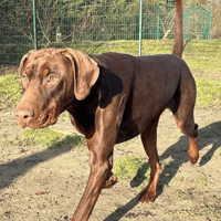 Arnold, dog to adopt