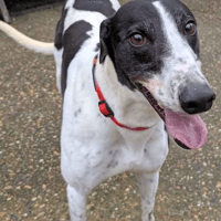 Jack, dog to adopt