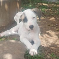 HUXLEY, chiot Croisé Labrador mâle, chien à adopter