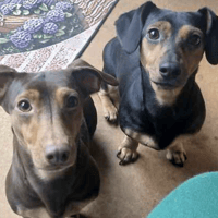 Trixie and Toffee, dog to adopt