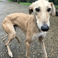 Franklin, dog to adopt